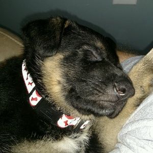 Meet your Posher, Bruce